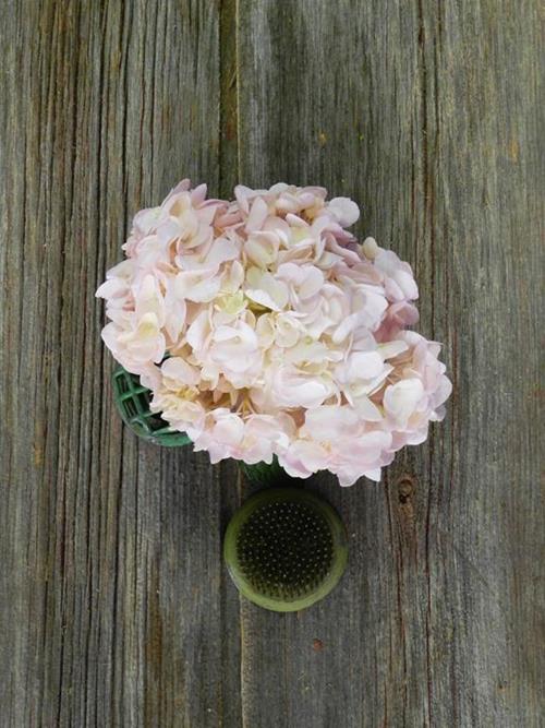 PAINTED LIGHT PINK #11  TINTED HYDRANGEAS